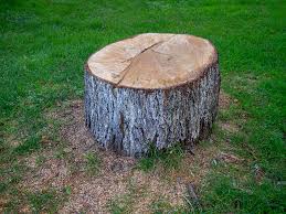 Mount Pleasant, WI Tree Care Company