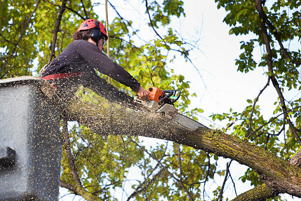 Best Lawn Renovation and Restoration  in Mount Pleasant, WI