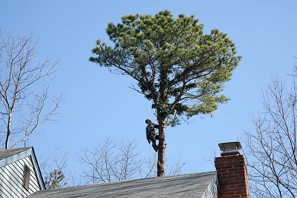 Tree and Shrub Care in Mount Pleasant, WI
