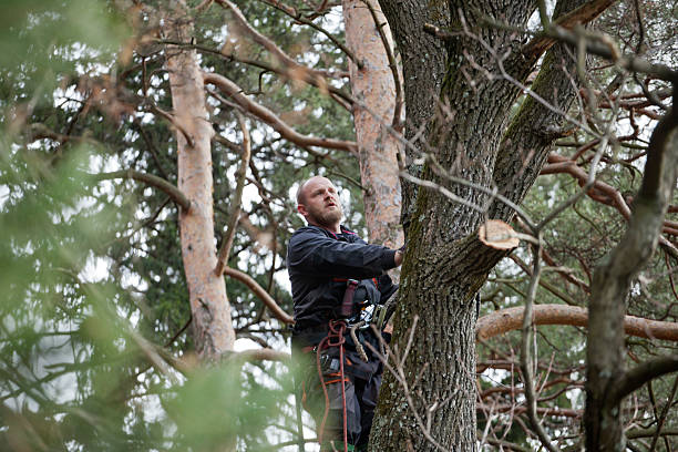 How Our Tree Care Process Works  in  Mount Pleasant, WI
